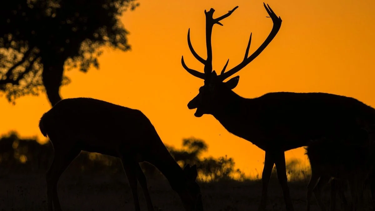 Berrea en Cazorla: el espectáculo de los ciervos y la ronca del gamo
